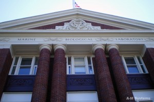 马萨诸塞州伍兹霍尔海洋生物实验室(MBL)。