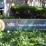马萨诸塞州伍兹霍尔海洋生物实验室(MBL)。